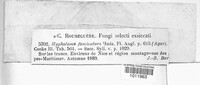 Hypholoma fasciculare image